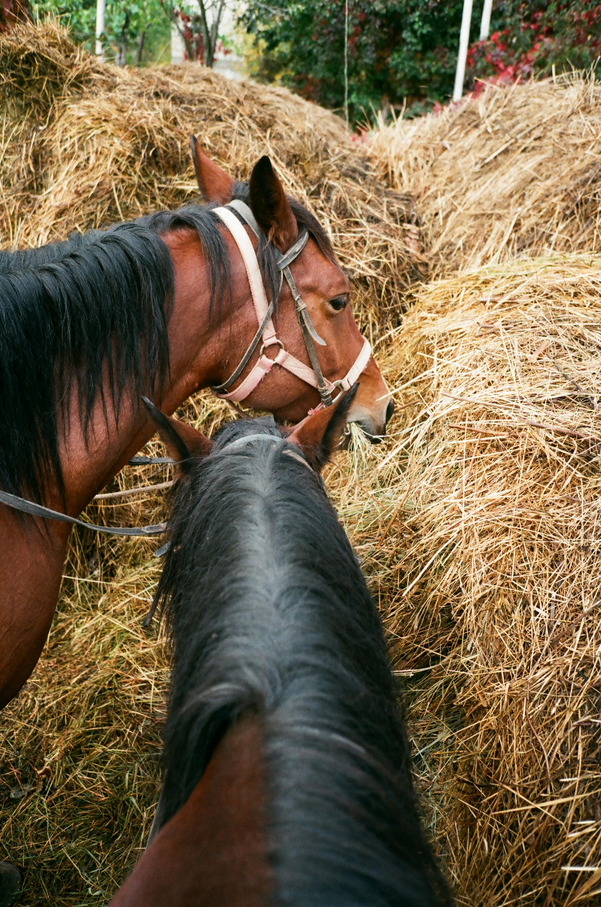 Horse Eating