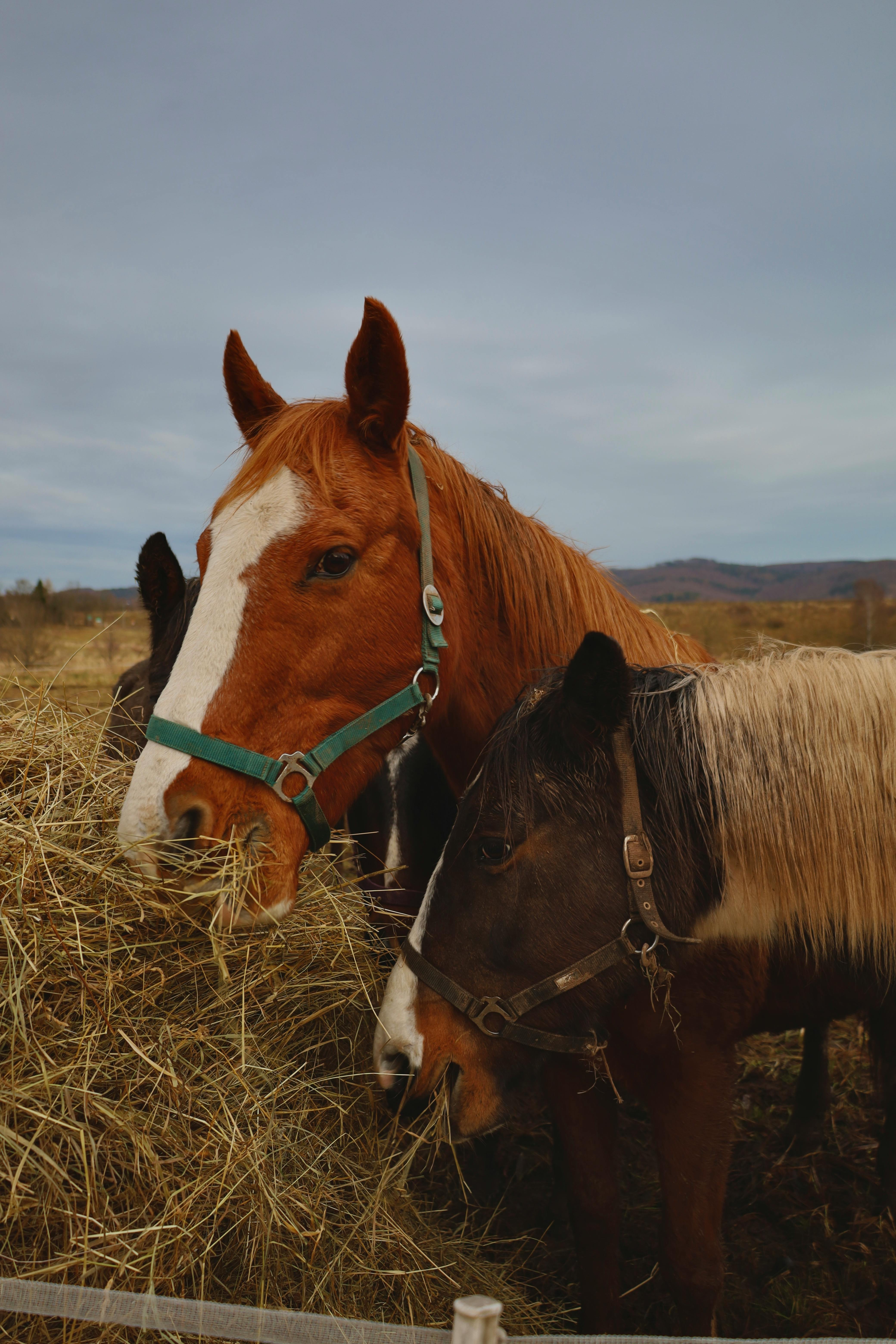 Healthy Horse