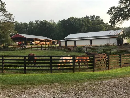 Last Stop Horse Rescue