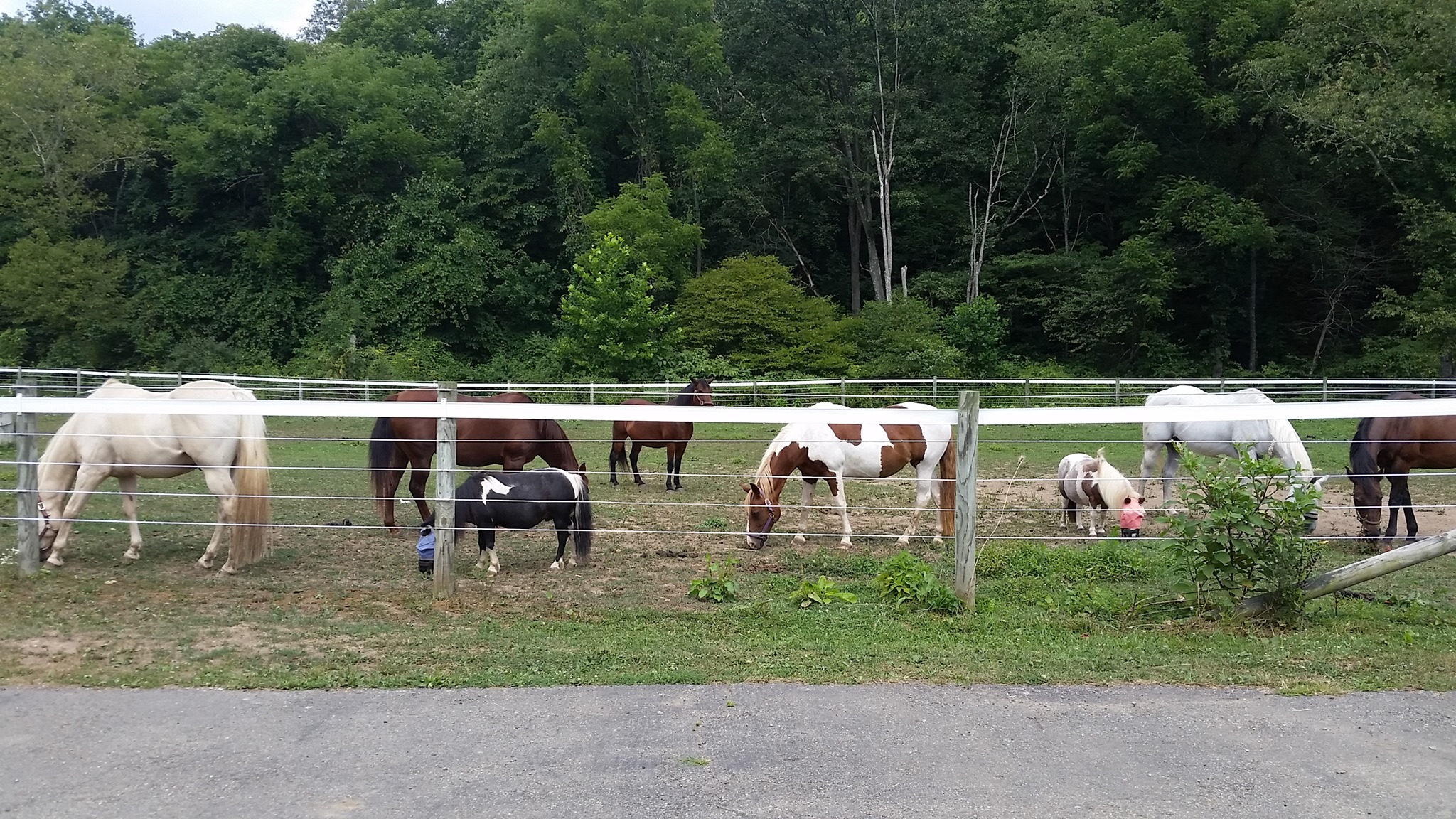 Pleasant Valley Rescue Ranch